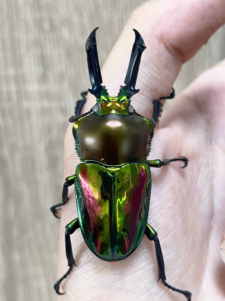 Normal rainbow stag beetle with white eyes